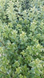 PITTOSPORUM TEN. Mountain green.