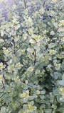 PITTOSPORUM WRINKLE BLUE