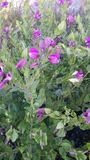 POLYGALA DAL. DAZZLER