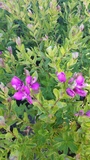 POLYGALA GRANDIFLORA