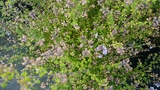 PROSTANTHERA EDDINGTON BLUE