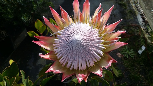 PROTEA CYNAROIDES