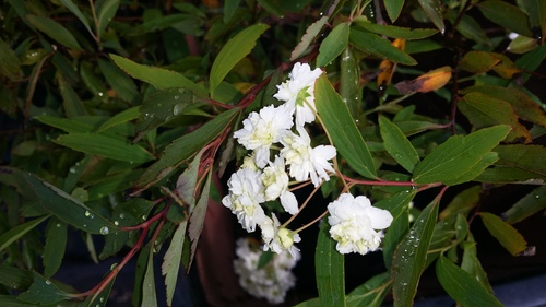 SPIREA PRUNIFOLIA PLENA BRIDAL