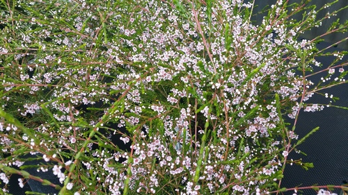 THRYPTOMENE SAXICOLA ROSEA