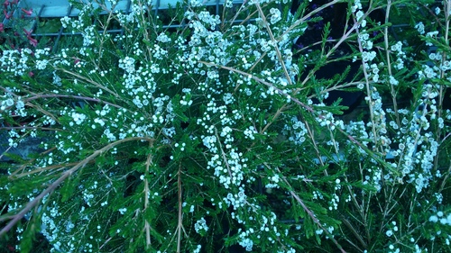 THRYPTOMENE SUPER-NOVA