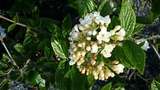 VIBURNUM BURKWOODII