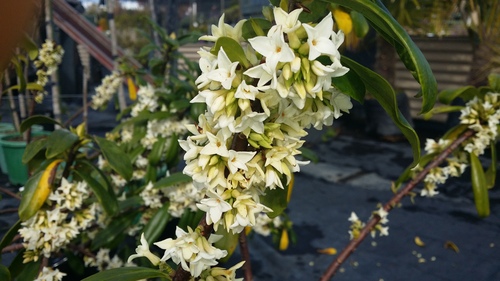 DAPHNE ODORA ALBA