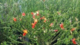 CYTISUS LENA