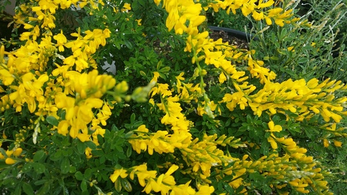 GENISTA YELLOW IMP