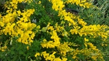 GENISTA YELLOW IMP
