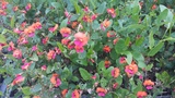CHORIZEMA CORDATUM