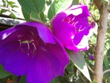 TIBOUCHINA GRANDIFLORA