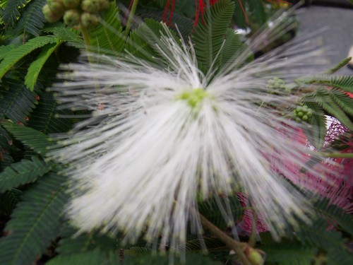 CALLIANDRA PORTORICENSIS