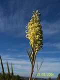 GREVILLEA MOONLIGHT