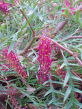GREVILLEA BRONZERAMBER