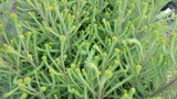 BRUNIA ALBIFLORA