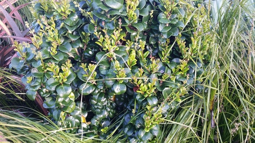 LIGUSTRUM ROTUNDIFOLIUM