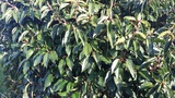 PRUNUS LUSITANICA