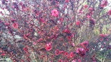 LEPTOSPERMUM SCOP. BURGUNDY QUEEN