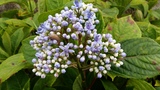 DICHROA BLUE SAPPHIRE