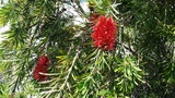 CALLISTEMON CAPTAIN COOK