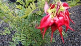 CLIANTHUS PUNICEUS 'RED KAKA-BEAK'