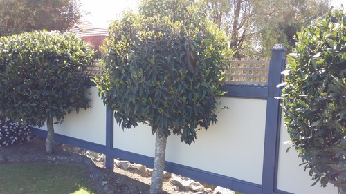 LAURUS NOBILIS STD