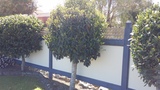 LAURUS NOBILIS STD