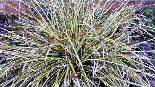 CAREX EVERGOLD