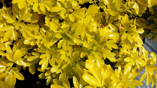 CHOISYA SUNDANCE