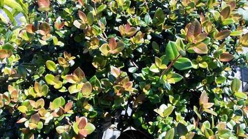 MYRTUS APICULATA