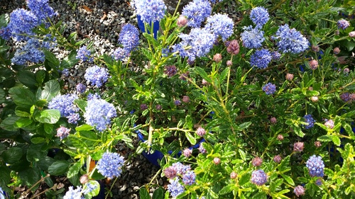 CEANOTHUS ROWEANUS