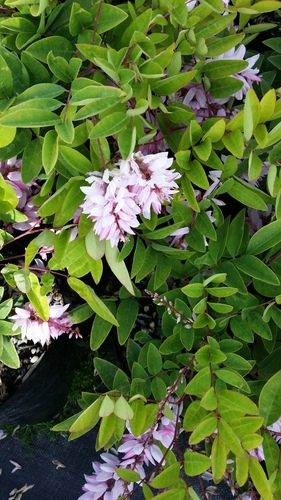 INDIGOFERA DECORA