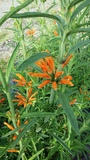 LEONOTIS LEONURUS (LIONS TAIL)