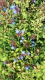 CERATOSTIGMA WILLMOTTIANUM