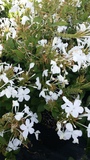 PLUMBAGO ALBA