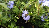 PLUMBAGO CAPENSIS