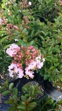 LAGERSTROEMIA SORI D'ETE