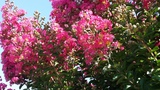 LAGERSTROEMIA INDICA