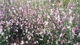 CYTISUS LILAC TIME