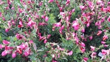 CYTISUS RUBY