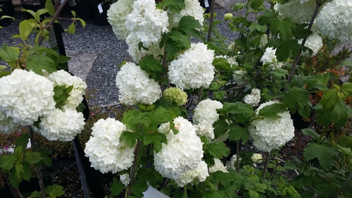 VIBURNUM OPULUS 'Sterile"