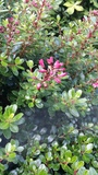 ESCALLONIA RED DREAM