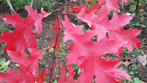 QUERCUS COCCINEA