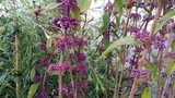 CALLICARPA DICHOTOMA