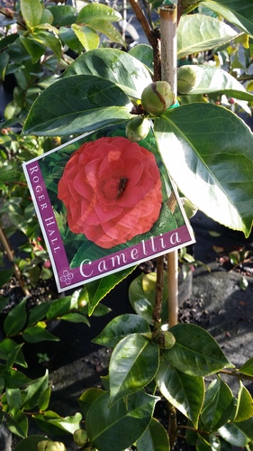 CAMELLIA Roger Hall
