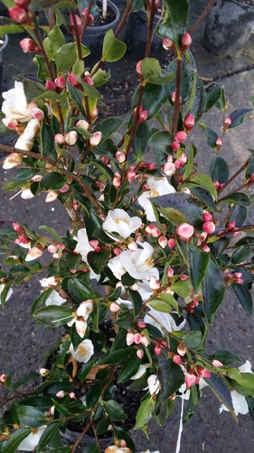 CAMELLIA TRANSNOKOENSIS