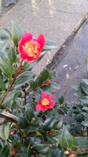 CAMELLIA YULETIDE