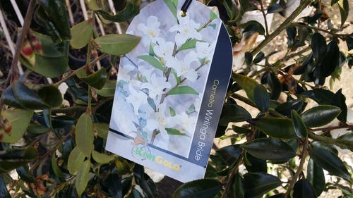 CAMELLIA Wirlinga Bride