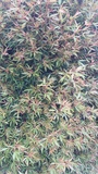 CERATOPETALUM WILD FIRE